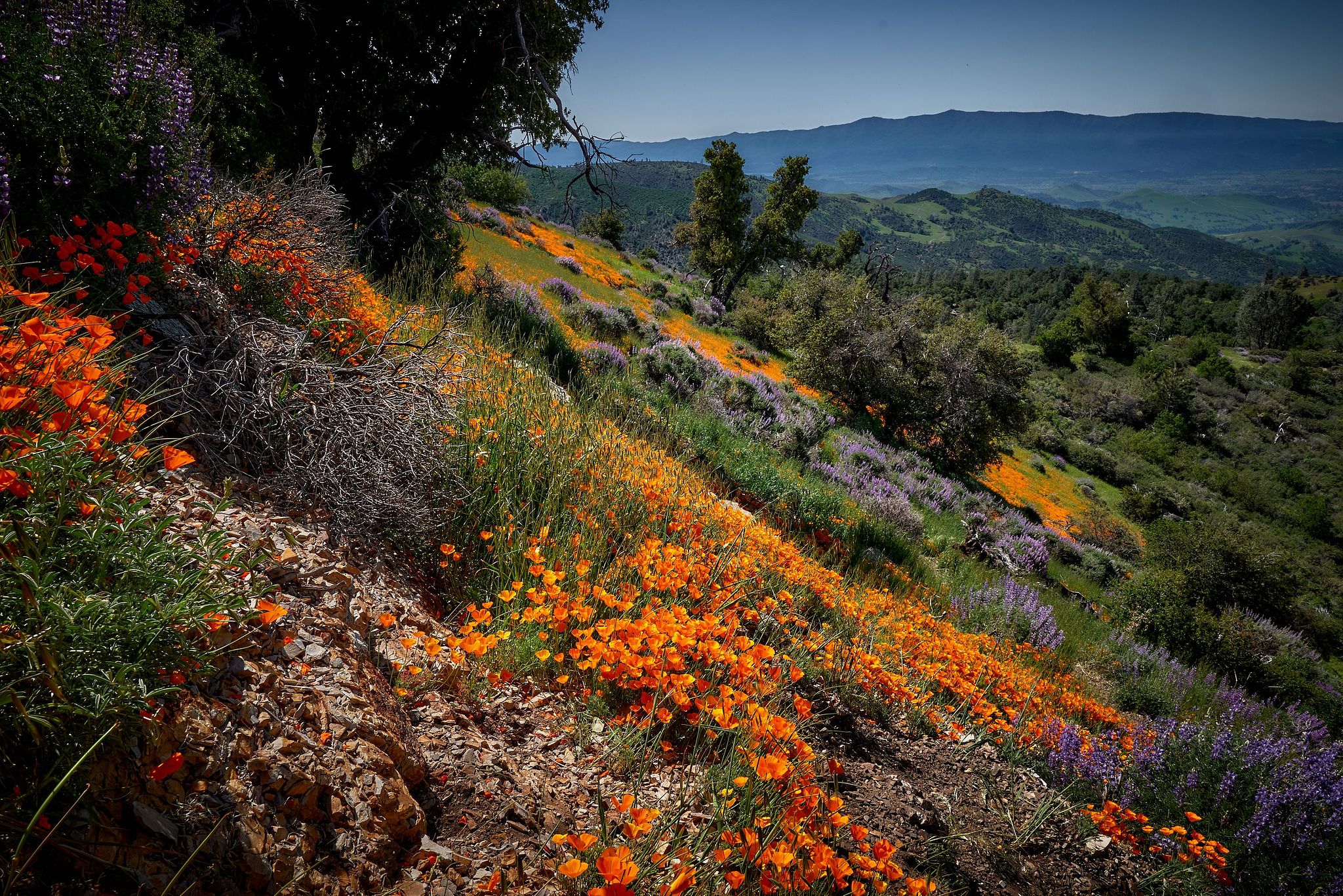 Superbloom in Santa Ynez - California