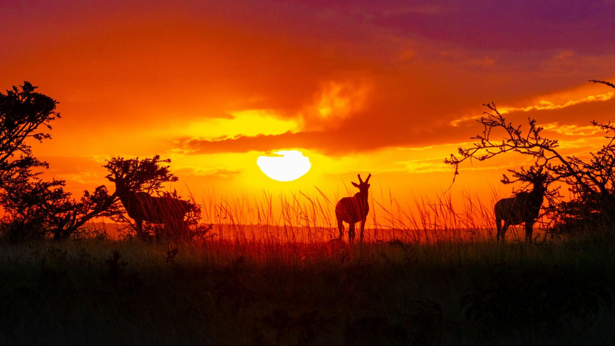 Fotografia della fauna selvatica