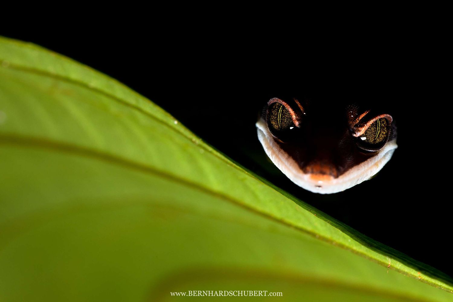 Grinsegecko