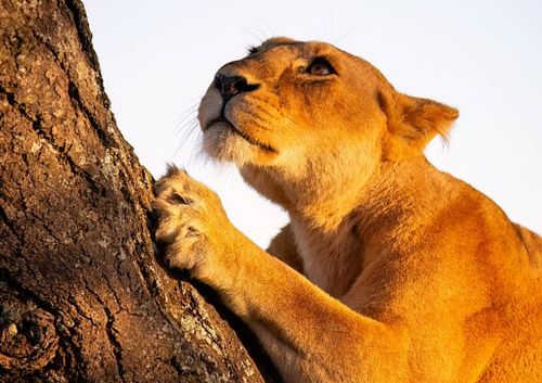 Hello, I&rsquo;m Marany, a wildlife photographer and nature enthusiast.