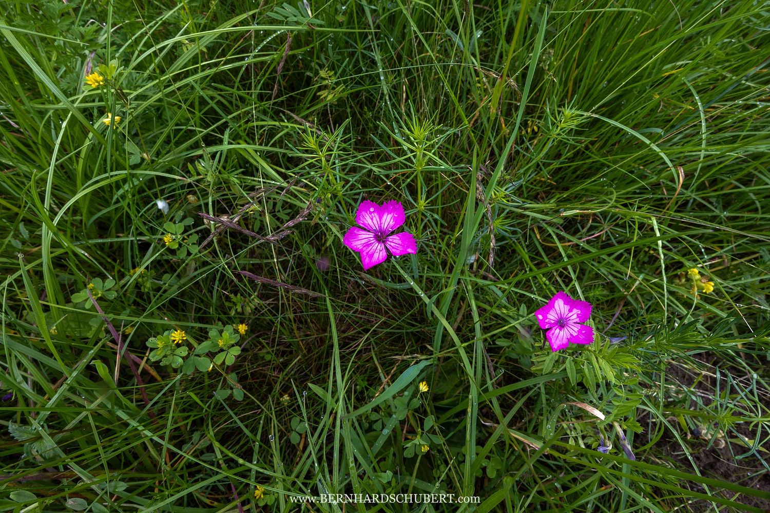 Dianthus carthusianorum - Carthusian pink