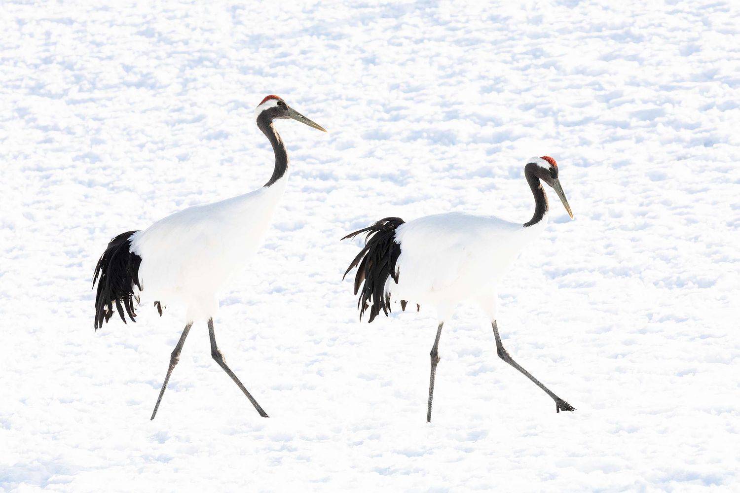 Grus japonensis – Mandschurenkranich