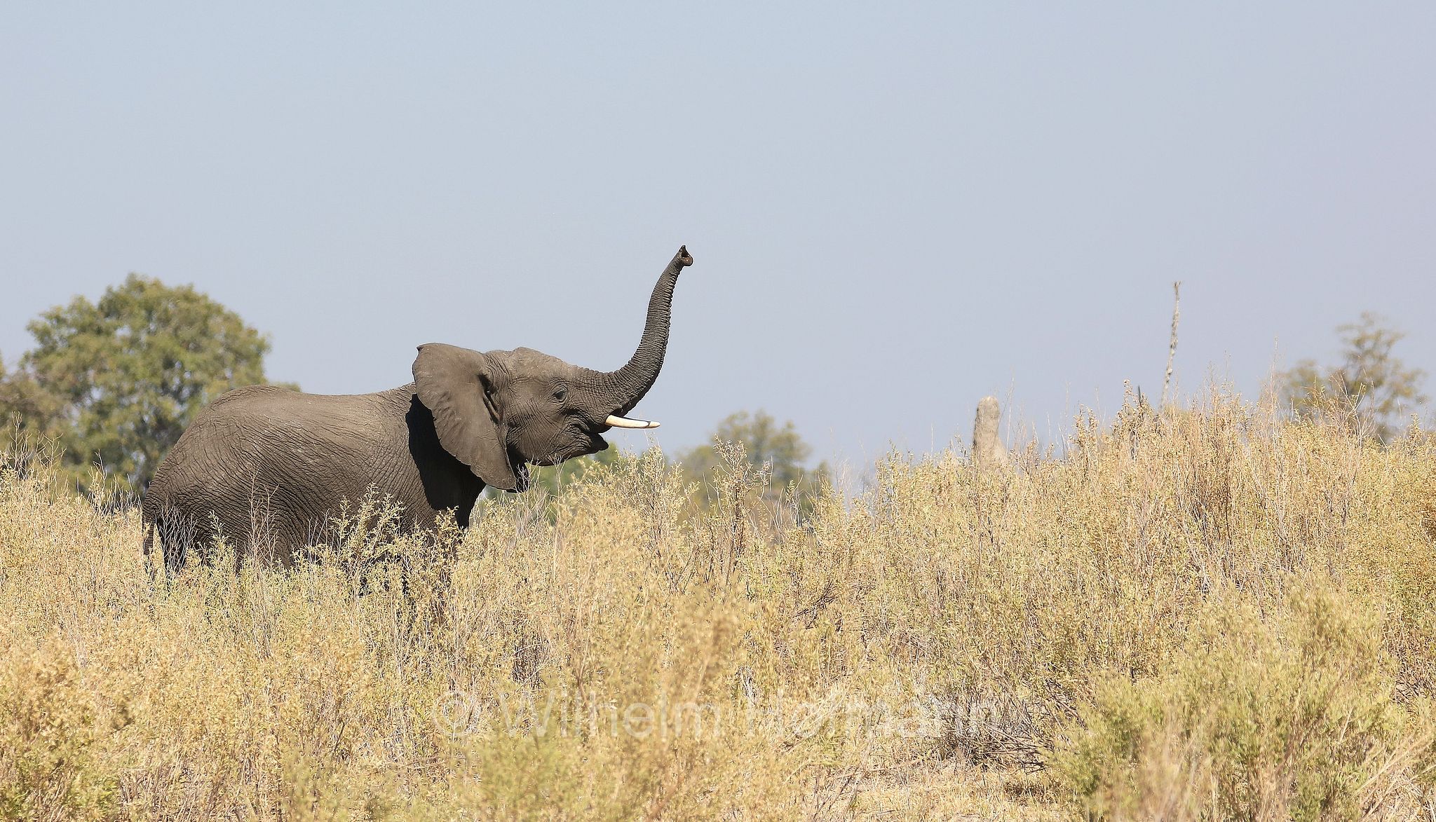 African bush elephant, African savanna elephant, Afrikanischer Elefant, Afrikanischer Buschelefant, Afrikanischer Savannenelefant, Afrikanischer Steppenelefant, elefanto africano, elefanto africano di savana, Moremi Game Reserve, Moremi-Wildreservat, Okavango Delta, Okavango Grassland, Botswana, Republik Botsuana