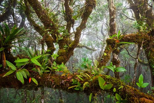 Epiphyten in einem tropischen Nebelwald