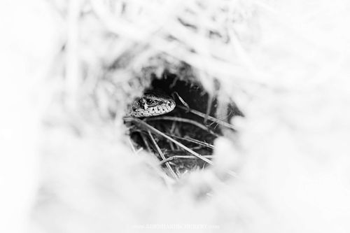 Lacerta agilis – Zauneidechse