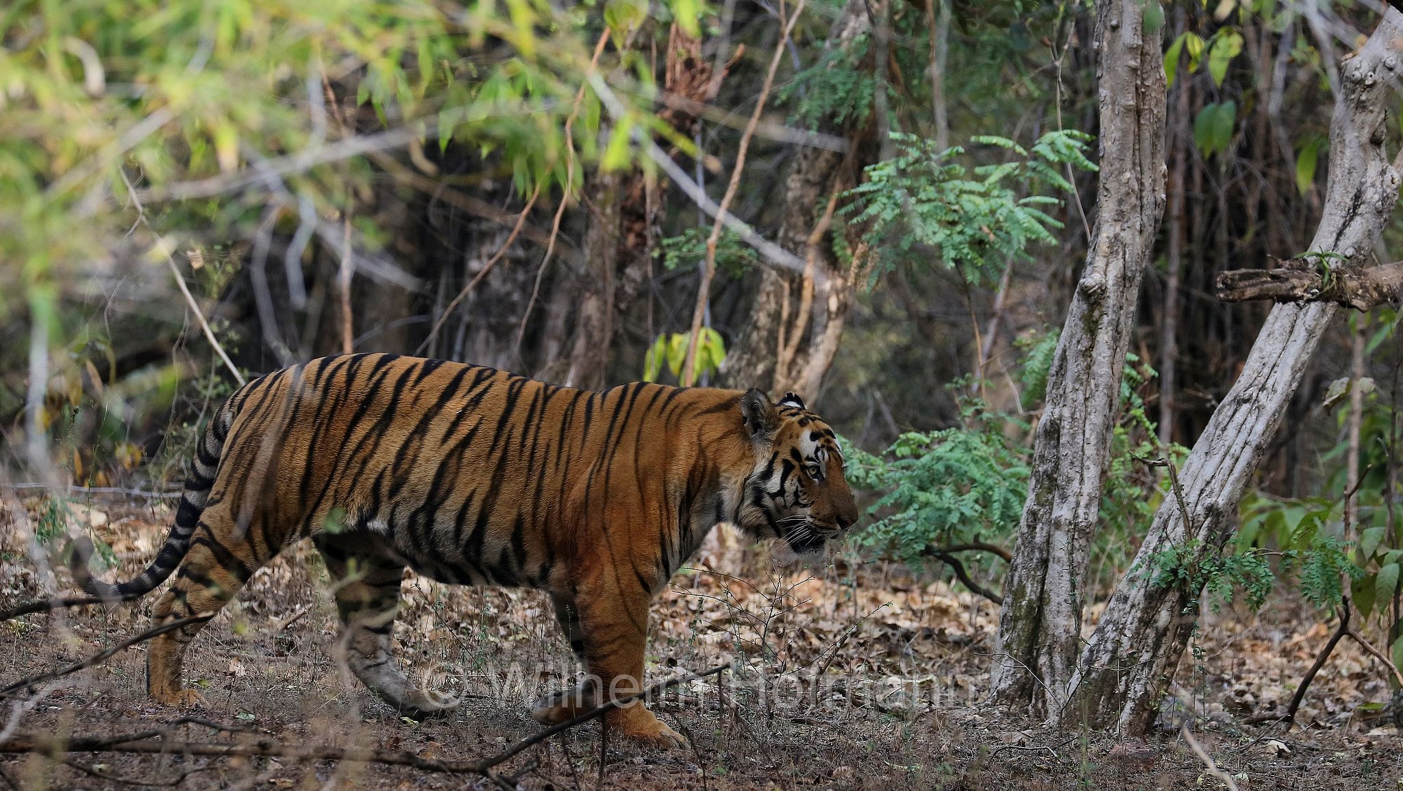 Bengal tiger, Königstiger, Bengal-Tiger, Indischer Tiger, tigre del Bengala, tigre reale del Bengala, Panthera tigris tigris, Bandhavgarh National Park, Bandhavgarh-Nationalpark, parco nazionale di Bandhavgarh, Madhya Pradesh, India, Indien, Zone 3