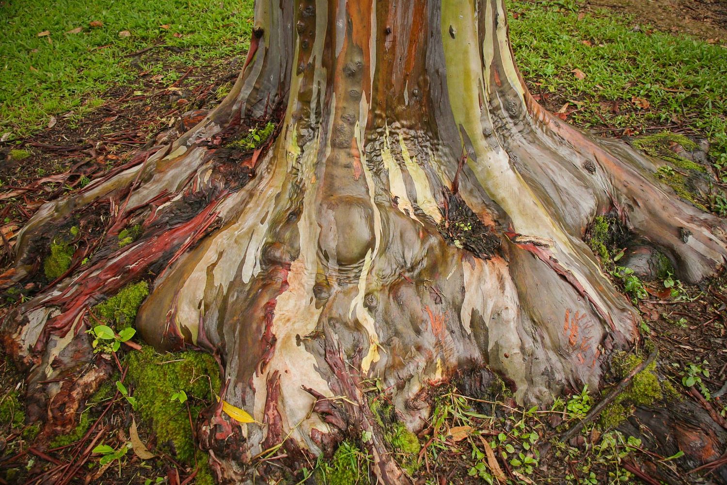 Joy Collective Photography