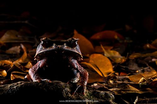 Pelobatrachus nasutus Syn. Megophrys nasuta - Long-nosed horned