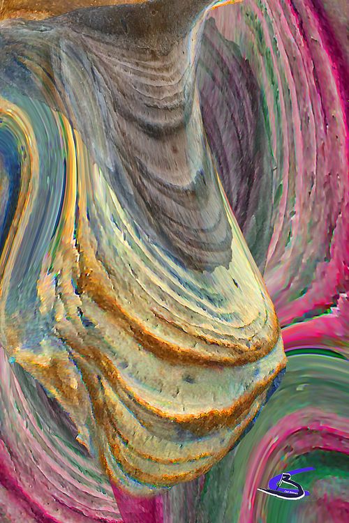 Oyster, seashell, shell