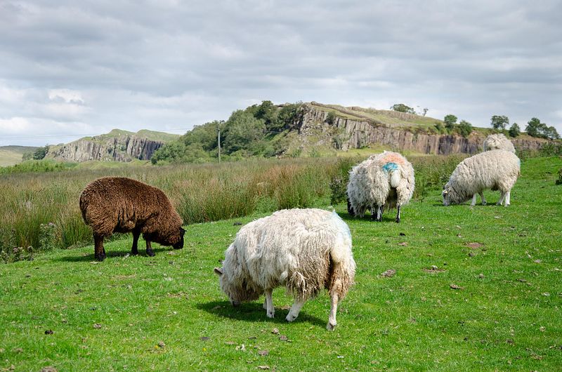 Sheep May Safely Graze