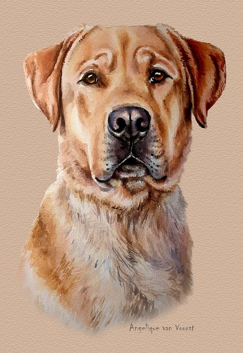 Labrador Retriever portrait with warm expression an soft colored coat