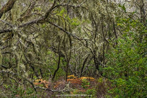 Flechtenbewachsene Fläche