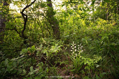 Cephalanthera longifolia - Narrow-leaved helleborine