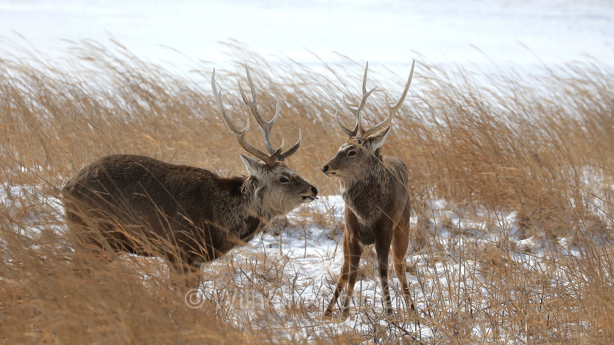 sika deer, northern spotted deer, Japanese deer, Sikahirsch, cervo sika, cervo shika, cervo del Giappone, Cervus nippon, Notsuke Peninsula, Notsuke Halbinsel, Penisola di Notsuke, Hokkaidō, Hokkaido, Japan, Giappone