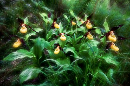 Kapelle Wilder Geschinen