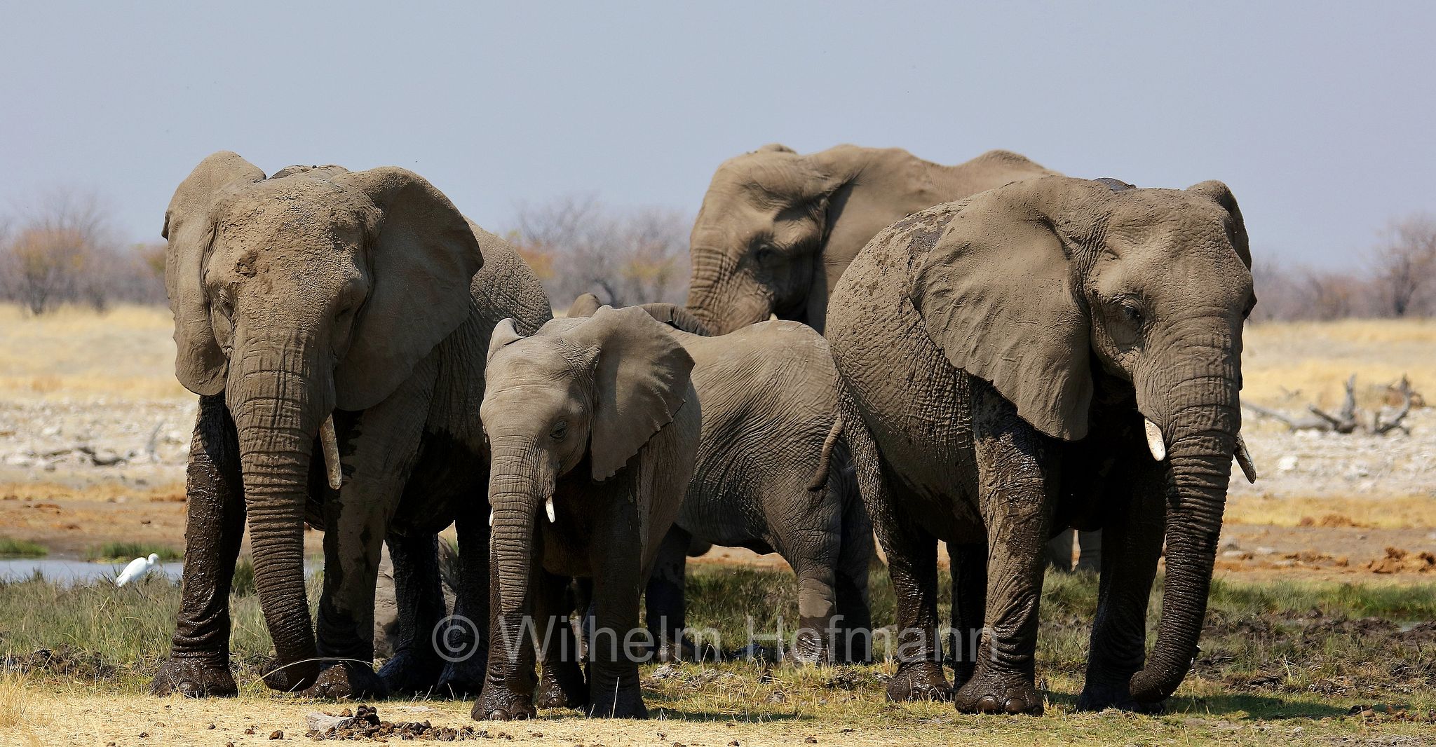 African bush elephant, African savanna elephant, Afrikanischer Elefant, Afrikanischer Buschelefant, Afrikanischer Savannenelefant, Afrikanischer Steppenelefant, elefanto africano, elefanto africano di savana, Etosha-Nationalpark, Etosha National Park, parco nazionale d'Etosha, Namibia