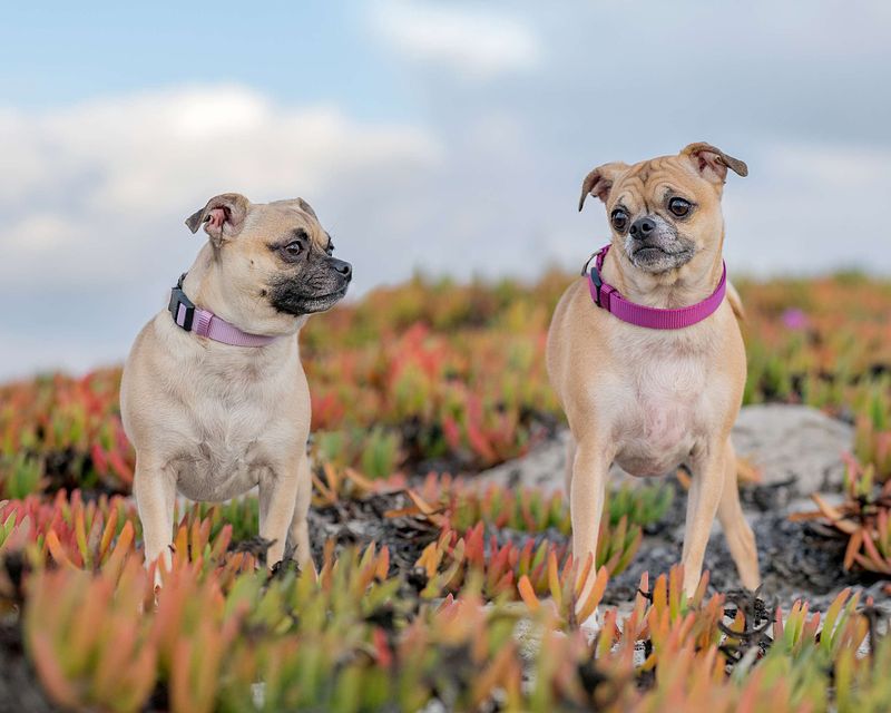 A Chug-tastic Sunset Session at Coronado Dog Beach
