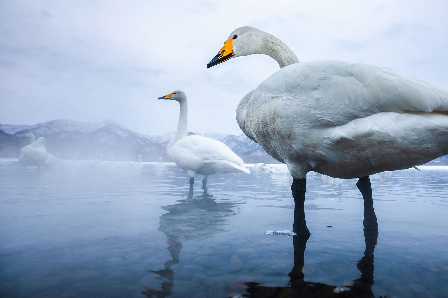 Cygnus cygnus - Singschwan