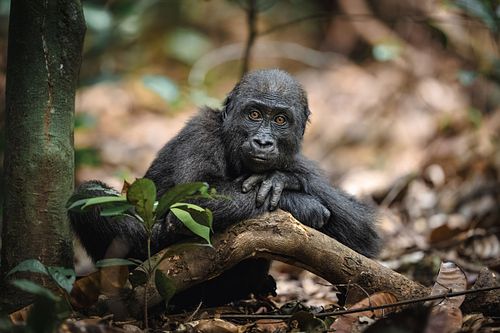 West Lowland Gorilla, Gorilla gorilla gorilla, Gabon, Loango national park, critically endangered species