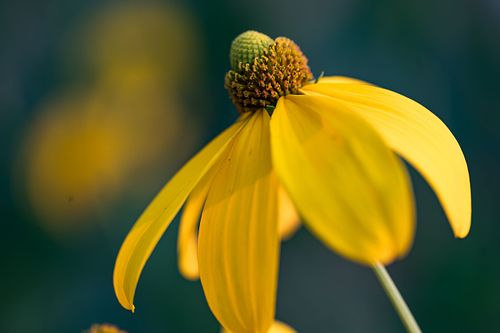 Blumenparadies Oeschberg