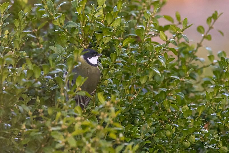 Studioet er stengt fredag