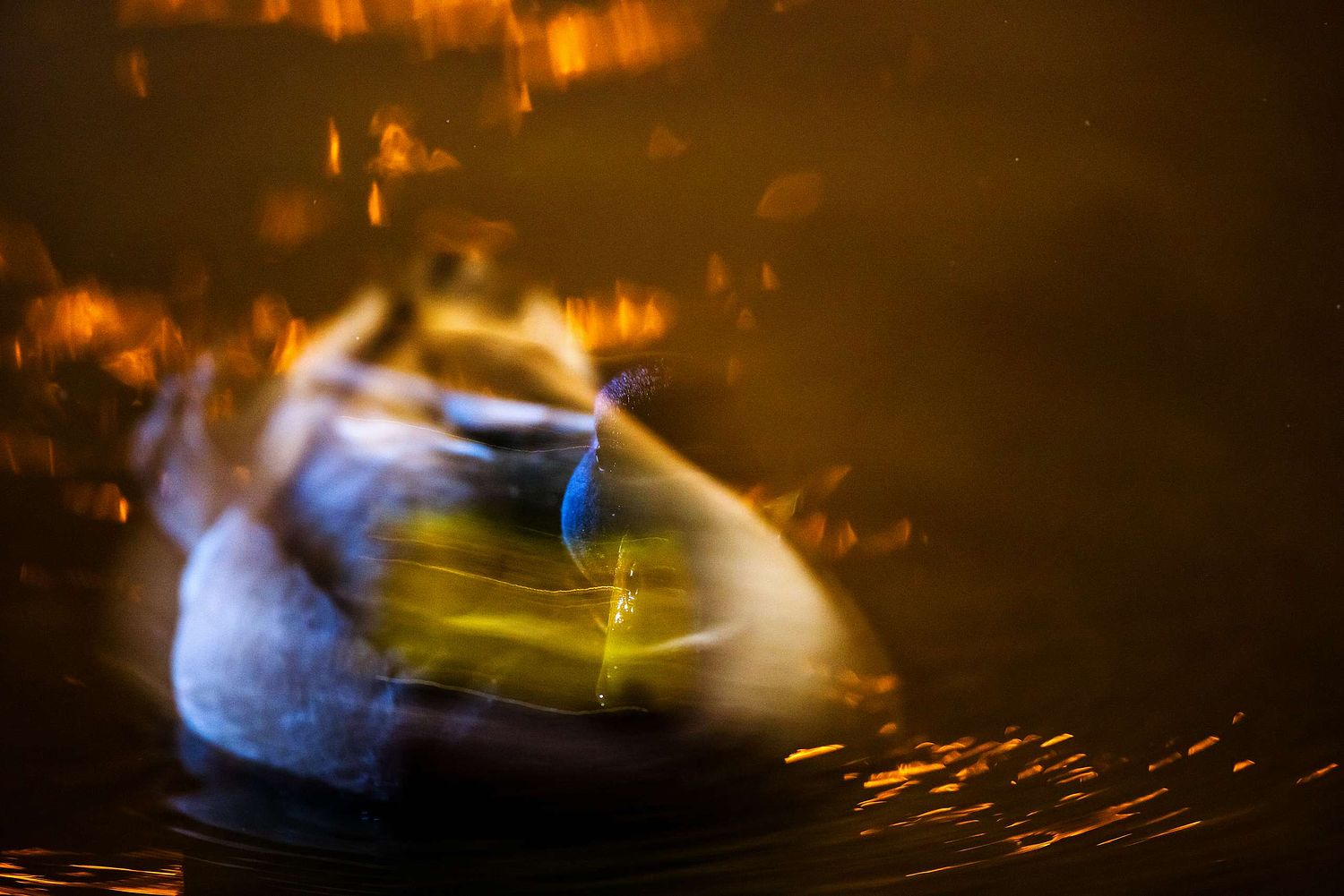Anas platyrhynchos - Mallard