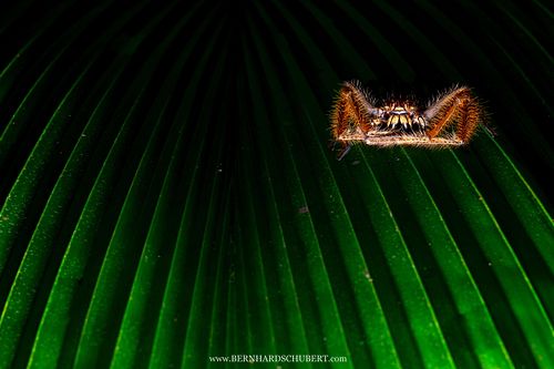 Heteropoda davidbowie – David-Bowie-Spinne