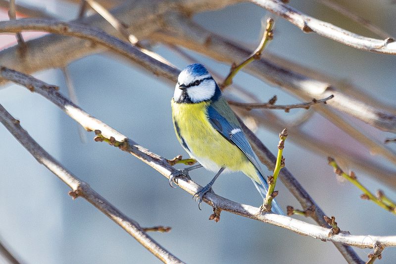 Våre fuglar i hagen