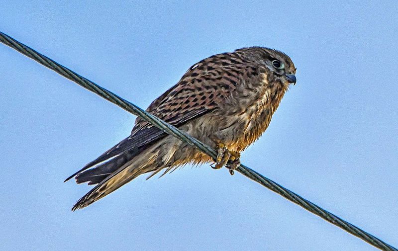 Tuuletallaja traadil jälgimas