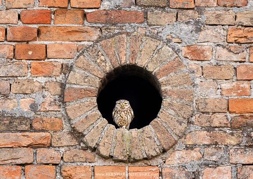 Athene noctua – Steinkauz