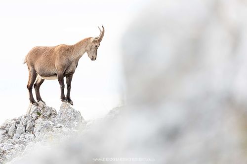 Capra ibex - Alpine ibex