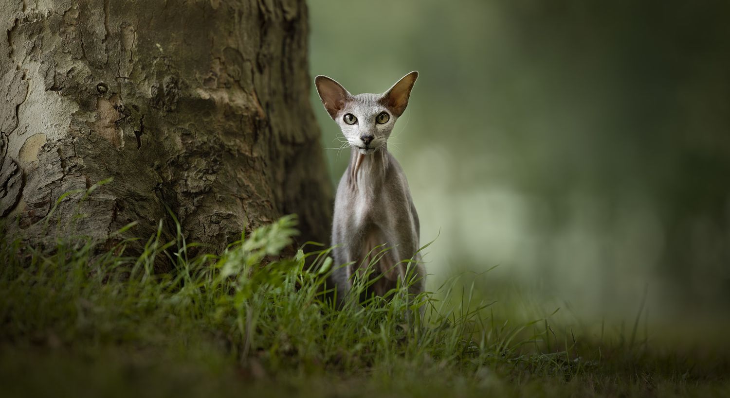 NLS Dierenfotografie