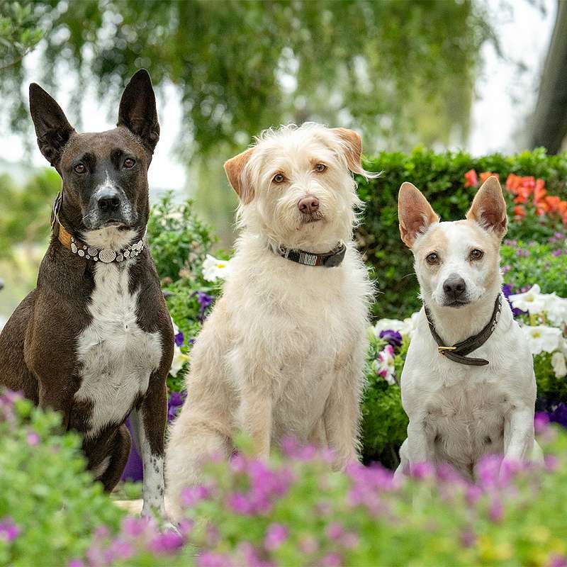 Vote for Tippi, Matilda, and Griffin