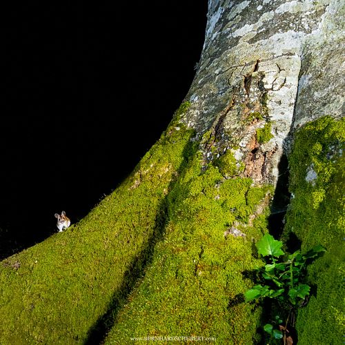 Apodemus flavicollis – Gelbhalsmaus