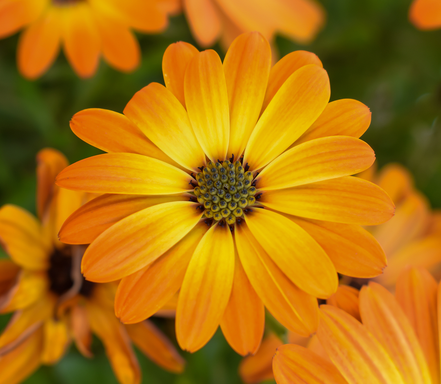 Scrubbles and Bubbles