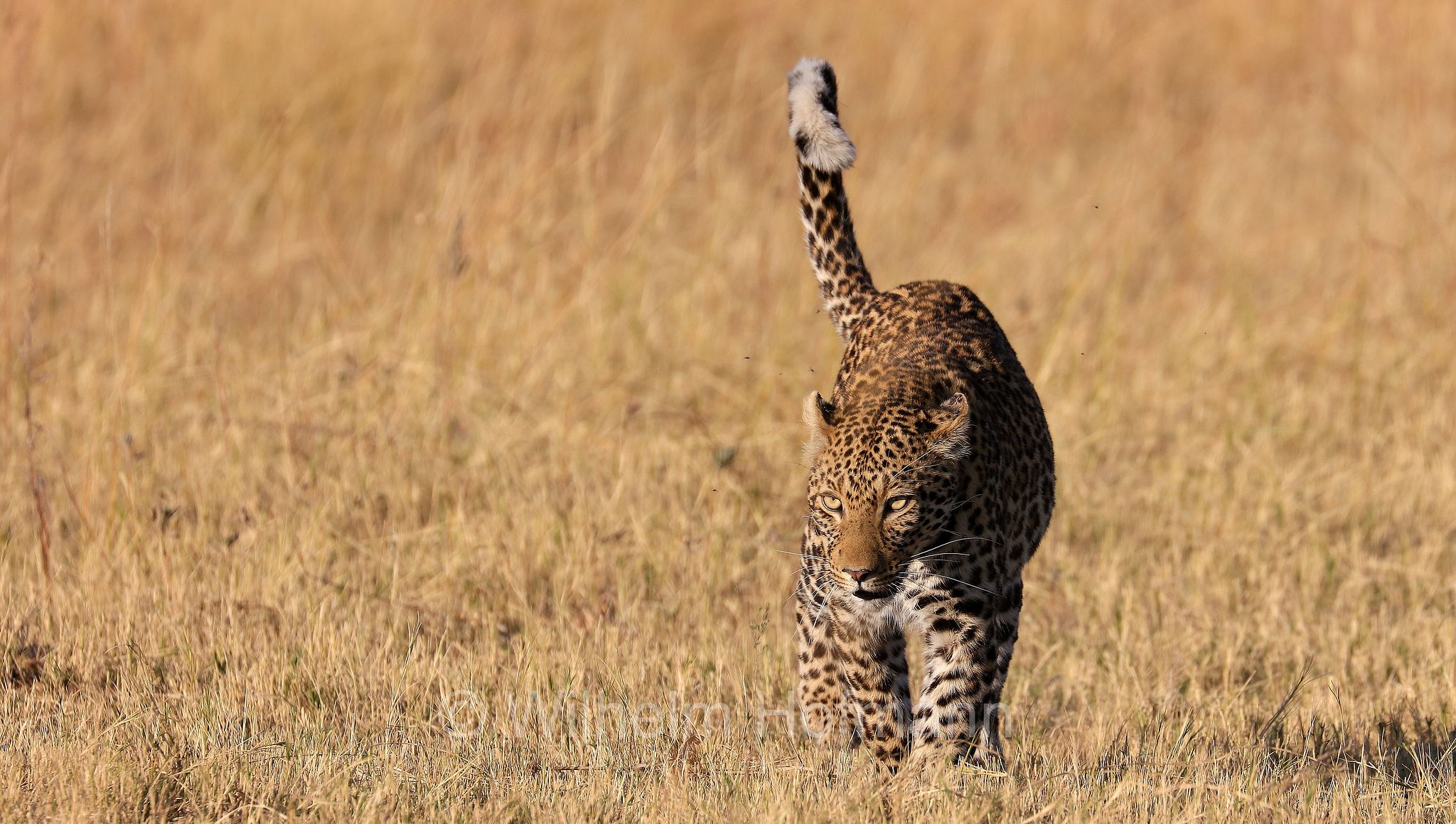 Leopard, leopardo, Panter, Panther, Panthera pardus, Moremi Game Reserve, Moremi-Wildreservat﻿, Okavango Delta, Okavango Grassland, Botswana, Republik Botsuana