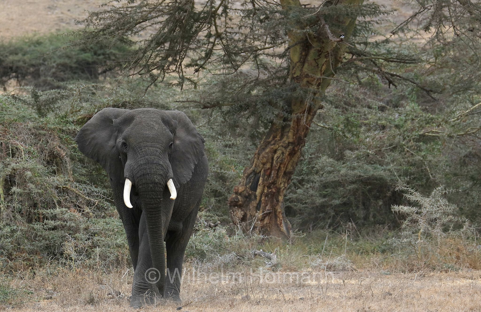 African bush elephant, African savanna elephant, Afrikanischer Elefant, Afrikanischer Buschelefant, Afrikanischer Savannenelefant, Afrikanischer Steppenelefant, elefanto africano, elefanto africano di savana, area di conservazione di Ngorongoro, Ngorongoro Conservation Area, Ngorongoro Krater, Tanzania, Tansania