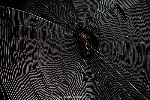 Spinne im Netz