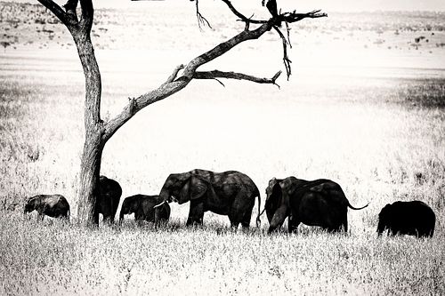 Eléphants en Tanzanie