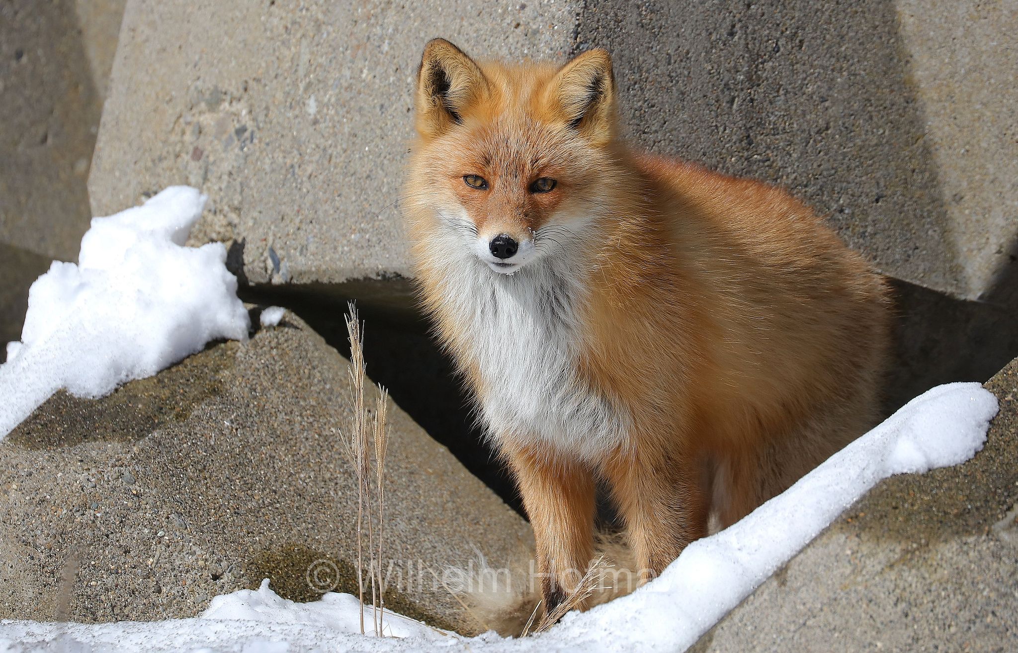 Ezo red fox, Hokkaido-Rotfuchs, Ezo-Rotfuchs, volpe rossa di Sachalin, Vulpes vulpes schrencki, Notsuke Peninsula, Notsuke Halbinsel, Penisola di Notsuke, Hokkaidō, Hokkaido, Japan, Giappone