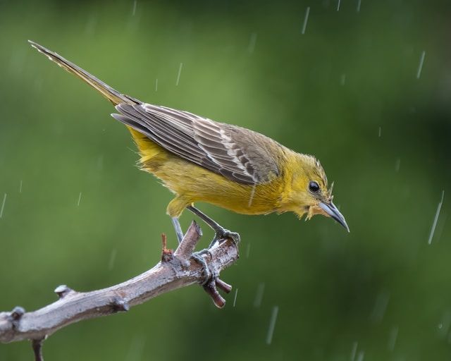 Imagem de um pássaro na chuva