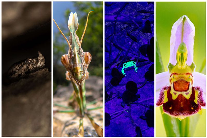 Fotoworkshop Anmeldung – Artenvielfalt Istriens (30.4.-3.5.2026) – 6 Plätze frei