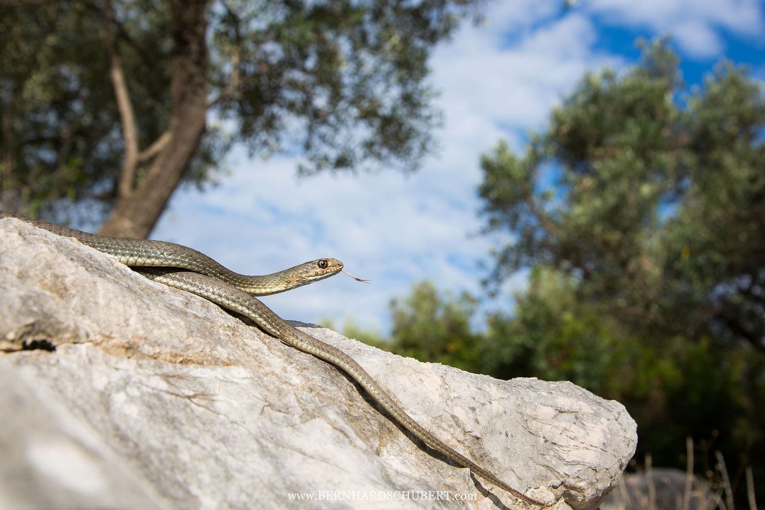 Malpolon insignitus -Eastern Montpellier snake