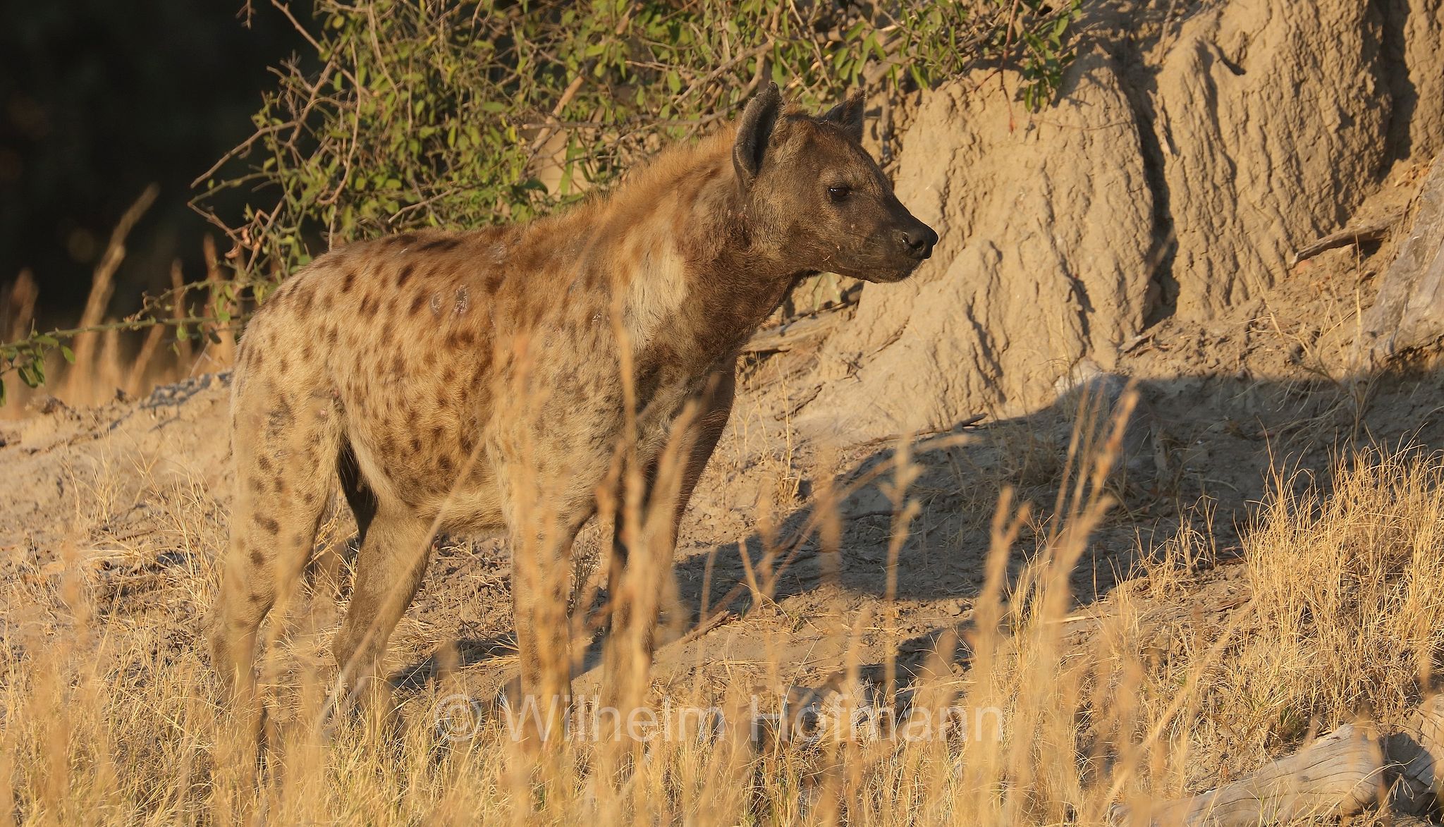Crocuta crocuta, spotted hyena, laughing hyena, Tüpfelhyäne, Fleckenhyäne, iena macchiata, iena maculata, iena ridens﻿, Moremi Game Reserve, Moremi-Wildreservat, Okavango Delta, Okavango Grassland, Botswana, Republik Botsuana