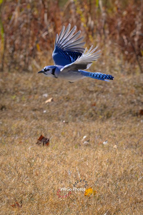 A visit by Blue Jays