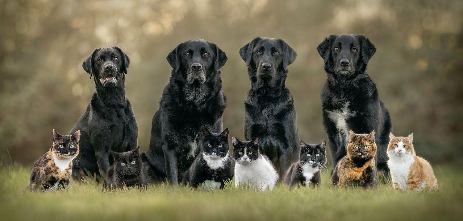 NLS Dierenfotografie
