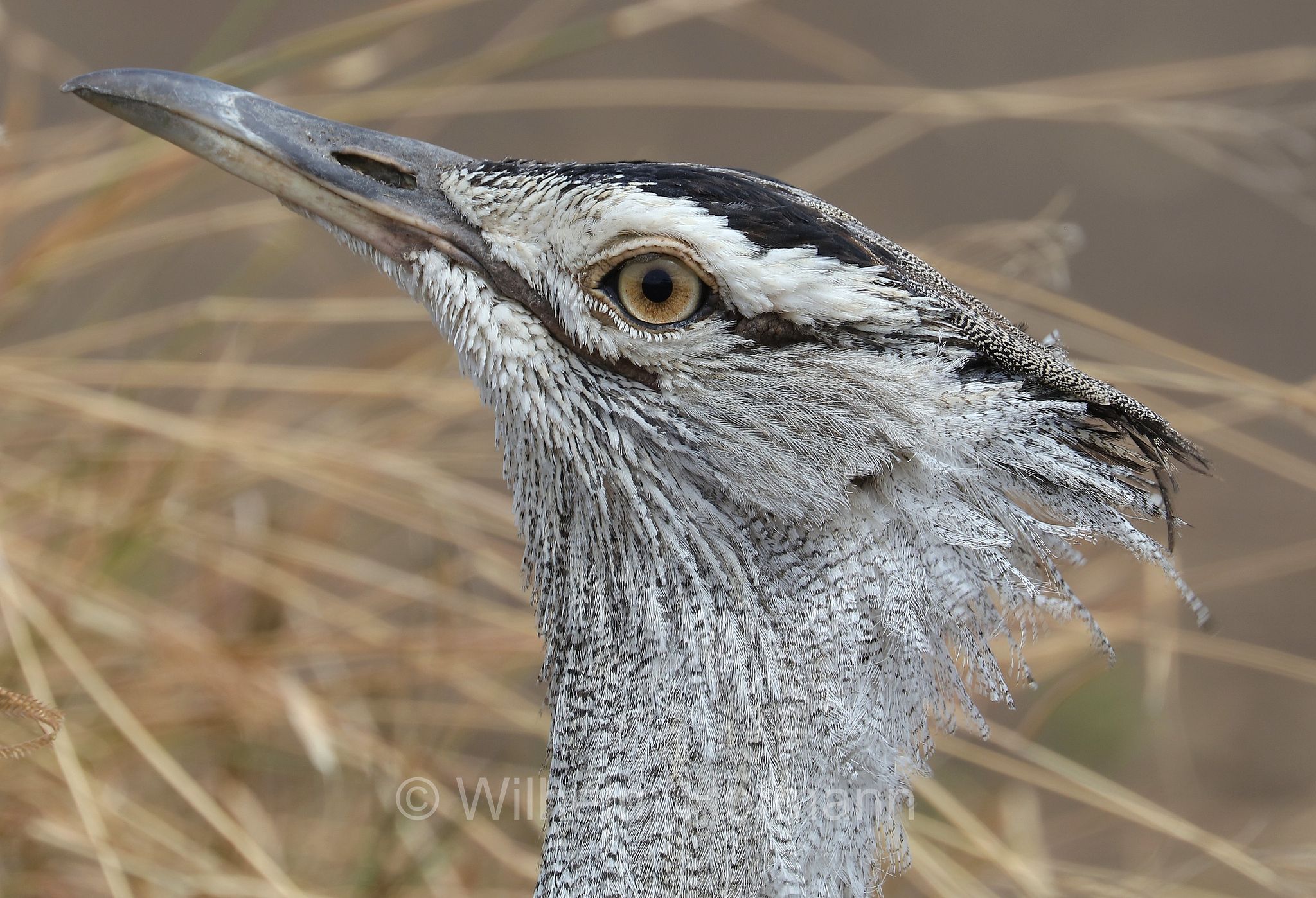 kori bustard, Riesentrappe, Koritrappe, otarda kori, Ardeotis kori, area di conservazione di Ngorongoro, Ngorongoro Conservation Area, Ngorongoro Krater, Tanzania, Tansania