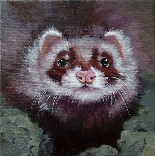 mink portrait with sharp and attentive gaze