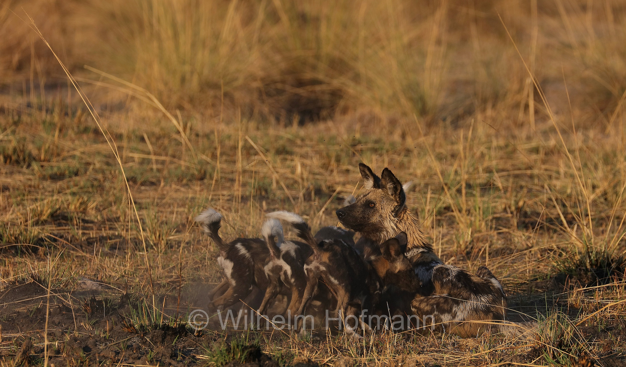 African wild dog, painted dog, Cape hunting dog, Afrikanischer Wildhund, licaone, cane selvatico africano, Lycaon pictus, Moremi Game Reserve, Moremi-Wildreservat, Okavango Delta, Okavango Grassland, Botswana, Republik Botsuana