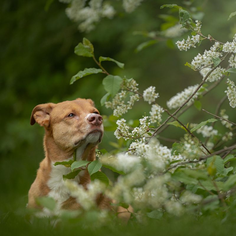 Van muilkorf naar topmodel